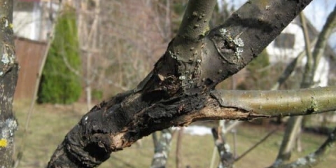 Rak jabuke i borba protiv njih, kako izliječiti crne i bakterije